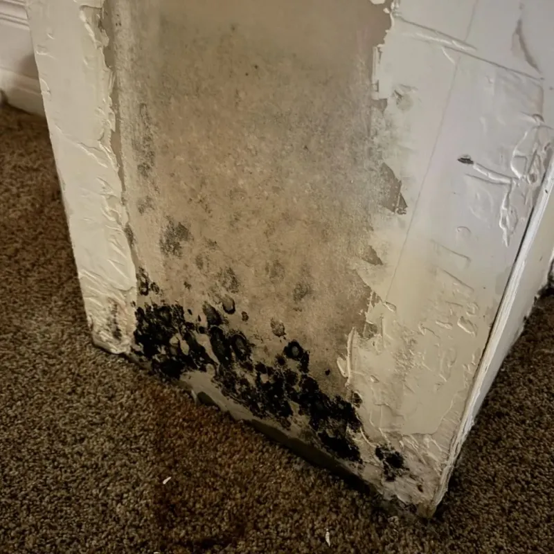 Professional Mold Removal in Washington County, TX